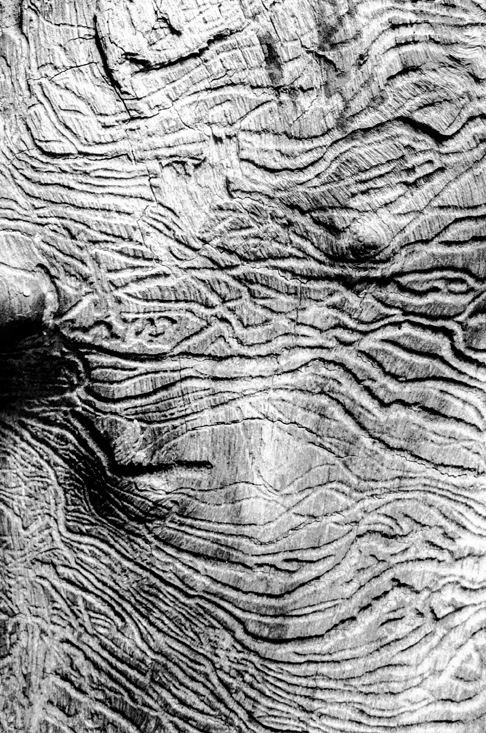 Image de la gallery Xyloglyphes